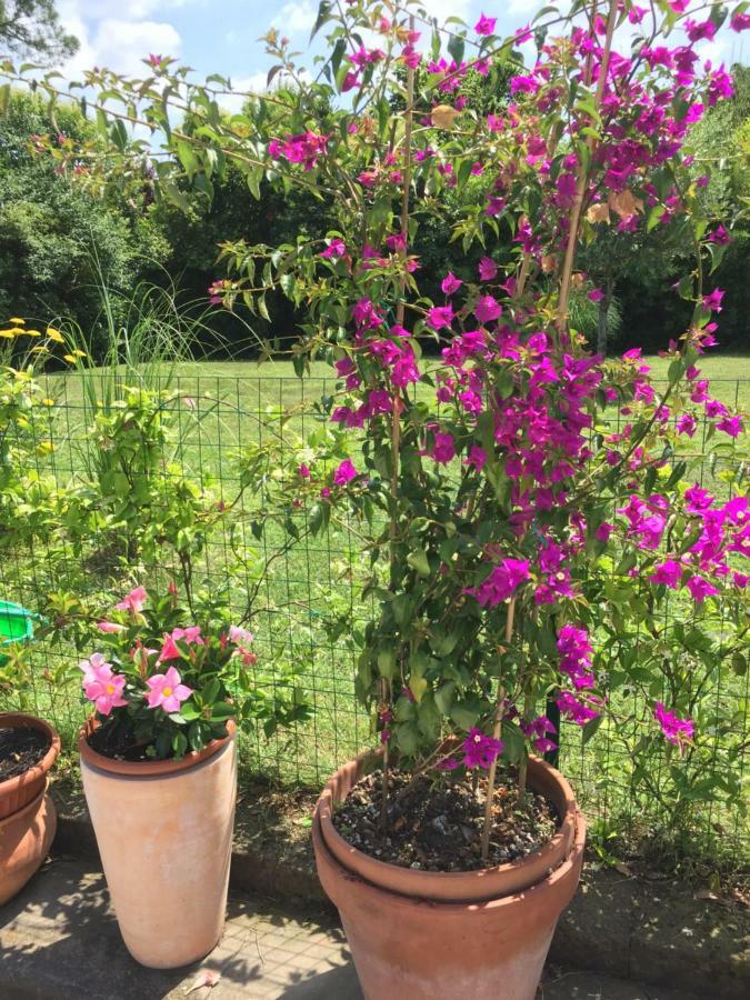 Passirano B&B La Villa Mediterranea المظهر الخارجي الصورة